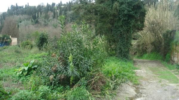 Building Plot in Pareli, Corfu — Photo 5 of 6