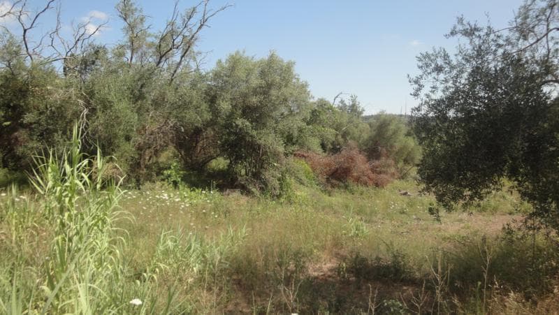 Οικόπεδο στην Αχίλλειο, Κέρκυρα — Φωτογραφία 2 από 6
