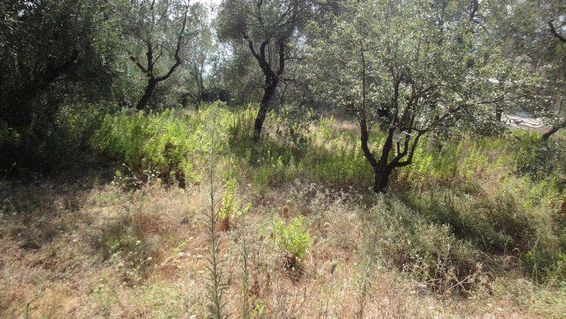Οικόπεδο στην Μελιτειέοι, Κέρκυρα — Φωτογραφία 6 από 10