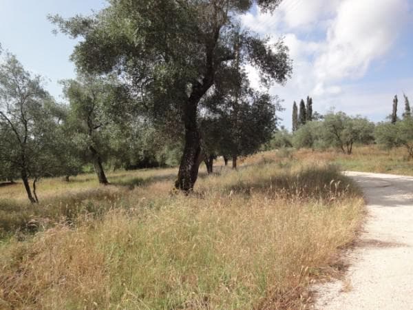 Οικόπεδο στην Παρέλι, Κέρκυρα — Φωτογραφία 6 από 6