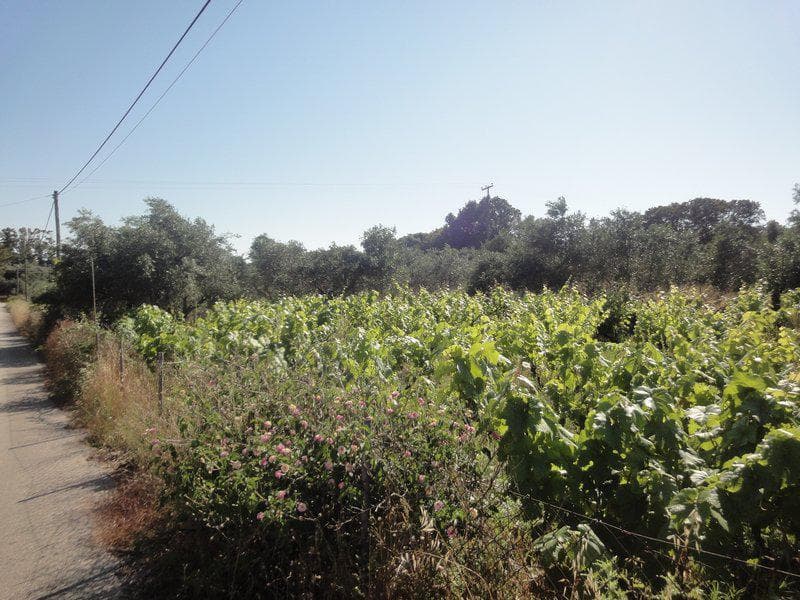 Οικόπεδο στην Μελιτειέοι, Κέρκυρα — Φωτογραφία 8 από 20