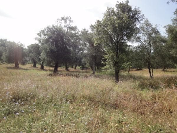 Οικόπεδο στην Παρέλι, Κέρκυρα — Φωτογραφία 3 από 6