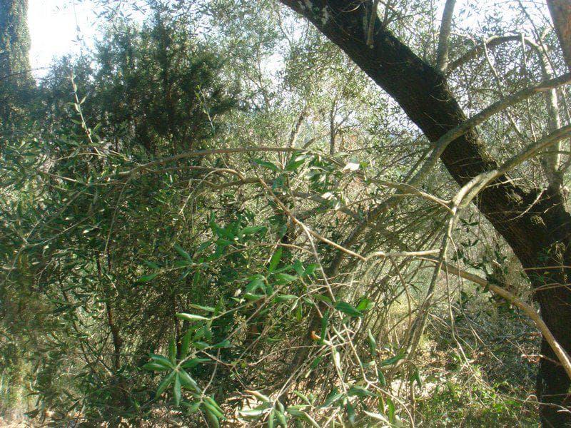 Οικόπεδο στην Φαίακες, Κέρκυρα — Φωτογραφία 18 από 26