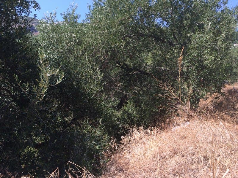Οικόπεδο στην Φαίακες, Κέρκυρα — Φωτογραφία 9 από 10