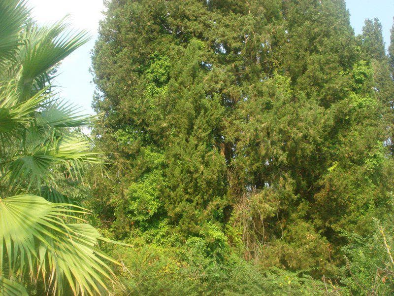 Building Plot in Pareli, Corfu — Photo 2 of 8