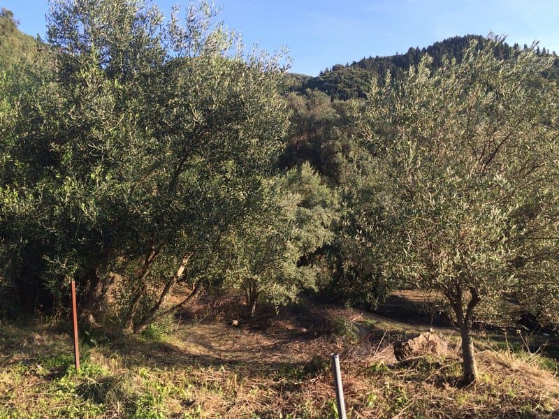 Οικόπεδο στην Αχίλλειο, Κέρκυρα — Φωτογραφία 19 από 26