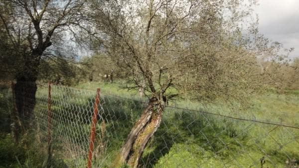 Building Plot in Pareli, Corfu — Photo 5 of 14