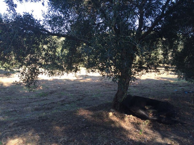 Οικόπεδο στην Άγιος Γεώργιος, Κέρκυρα — Φωτογραφία 21 από 23
