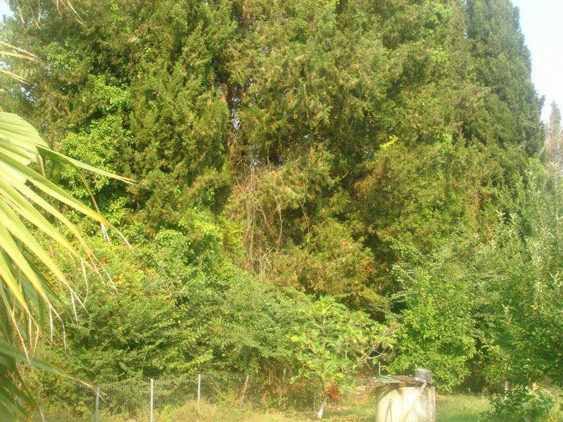 Building Plot in Pareli, Corfu — Photo 7 of 8