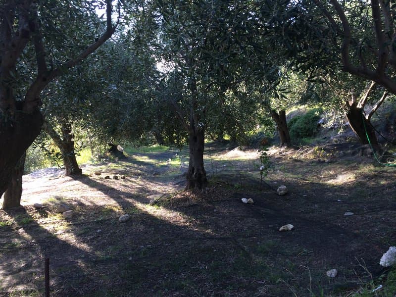 Οικόπεδο στην Αχίλλειο, Κέρκυρα — Φωτογραφία 26 από 26