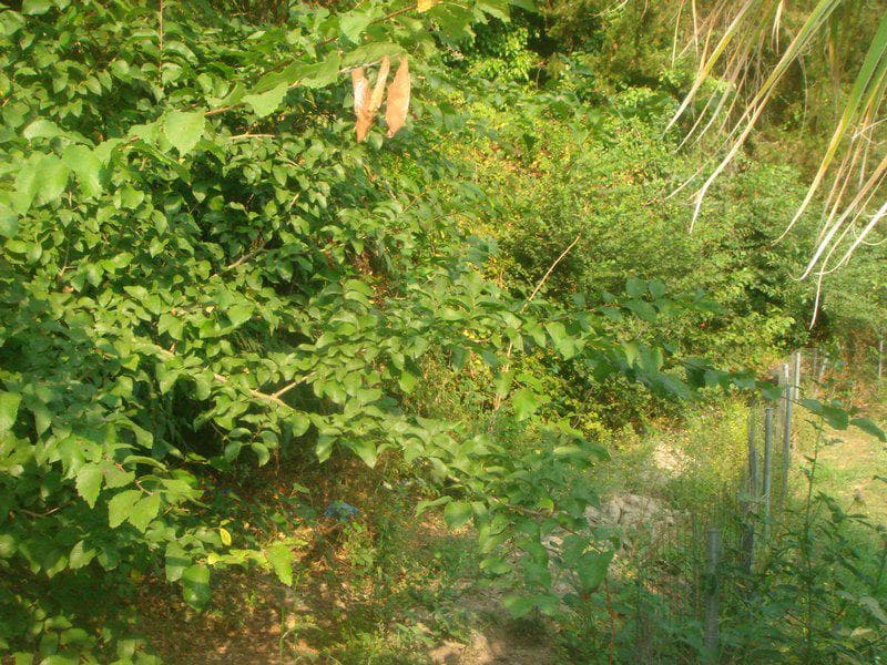 Building Plot in Pareli, Corfu — Photo 5 of 8
