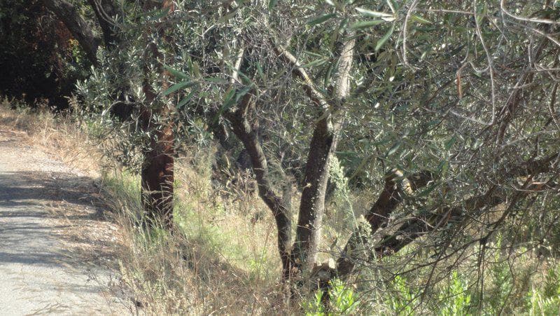 Οικόπεδο στην Μελιτειέοι, Κέρκυρα — Φωτογραφία 2 από 10