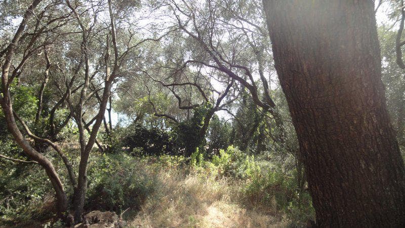 Οικόπεδο στην Μελιτειέοι, Κέρκυρα — Φωτογραφία 8 από 10