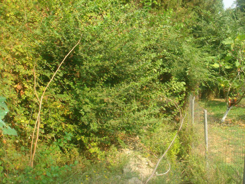 Building Plot in Pareli, Corfu — Photo 6 of 8