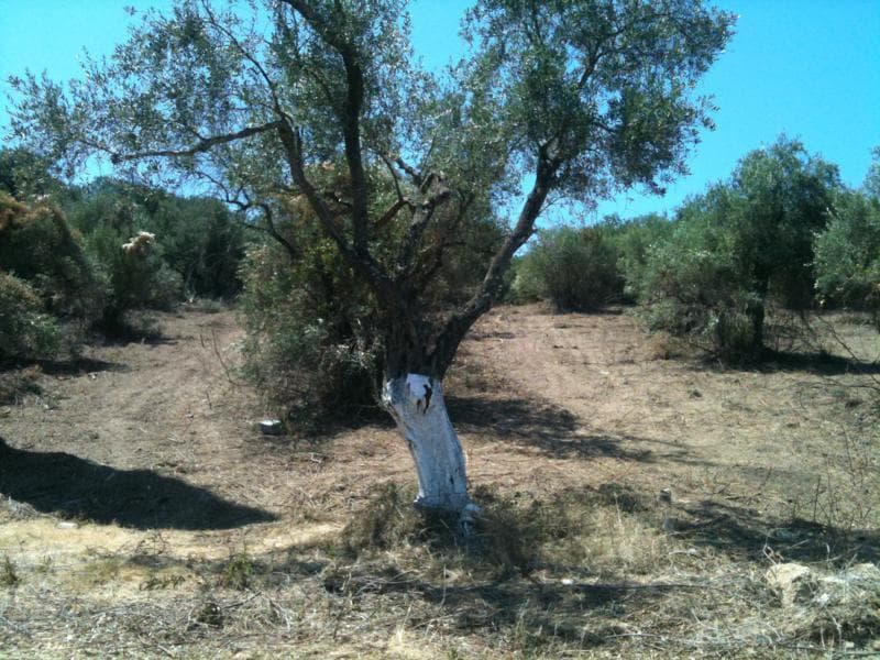 Οικόπεδο στην Κασσιόπη, Κέρκυρα — Φωτογραφία 4 από 7