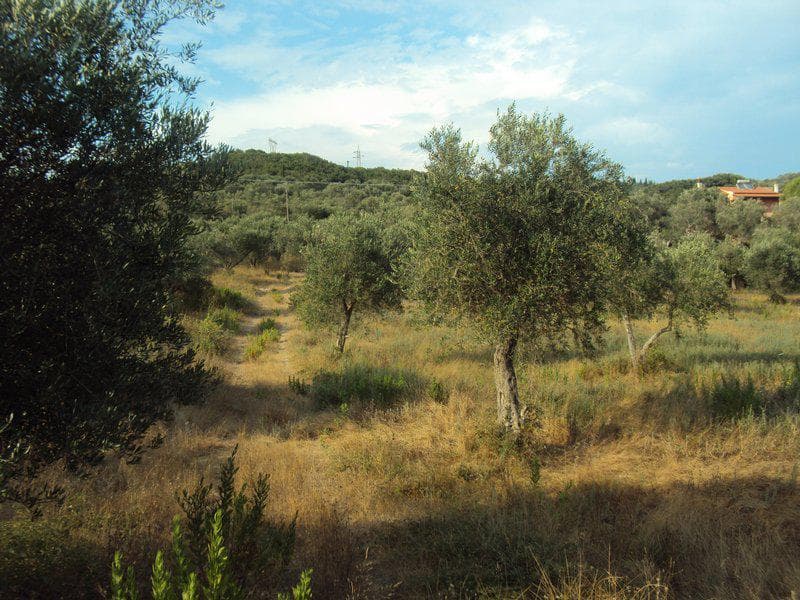 Οικόπεδο στην Βασιλάτικα, Κέρκυρα — Φωτογραφία 25 από 30
