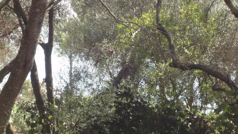 Οικόπεδο στην Μελιτειέοι, Κέρκυρα — Φωτογραφία 10 από 10