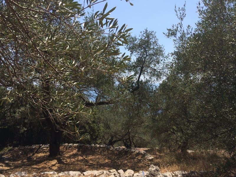 Οικόπεδο στην Φαίακες, Κέρκυρα — Φωτογραφία 5 από 10