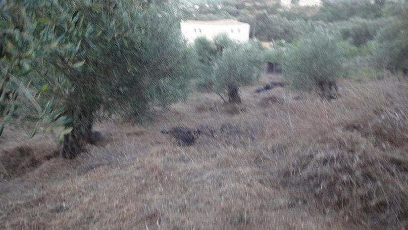 Οικόπεδο στην Αχίλλειο, Κέρκυρα — Φωτογραφία 3 από 10