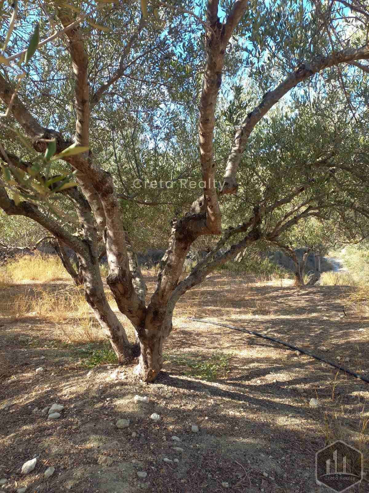 Building Plot in Skopela, Episkopi — Photo 5 of 14