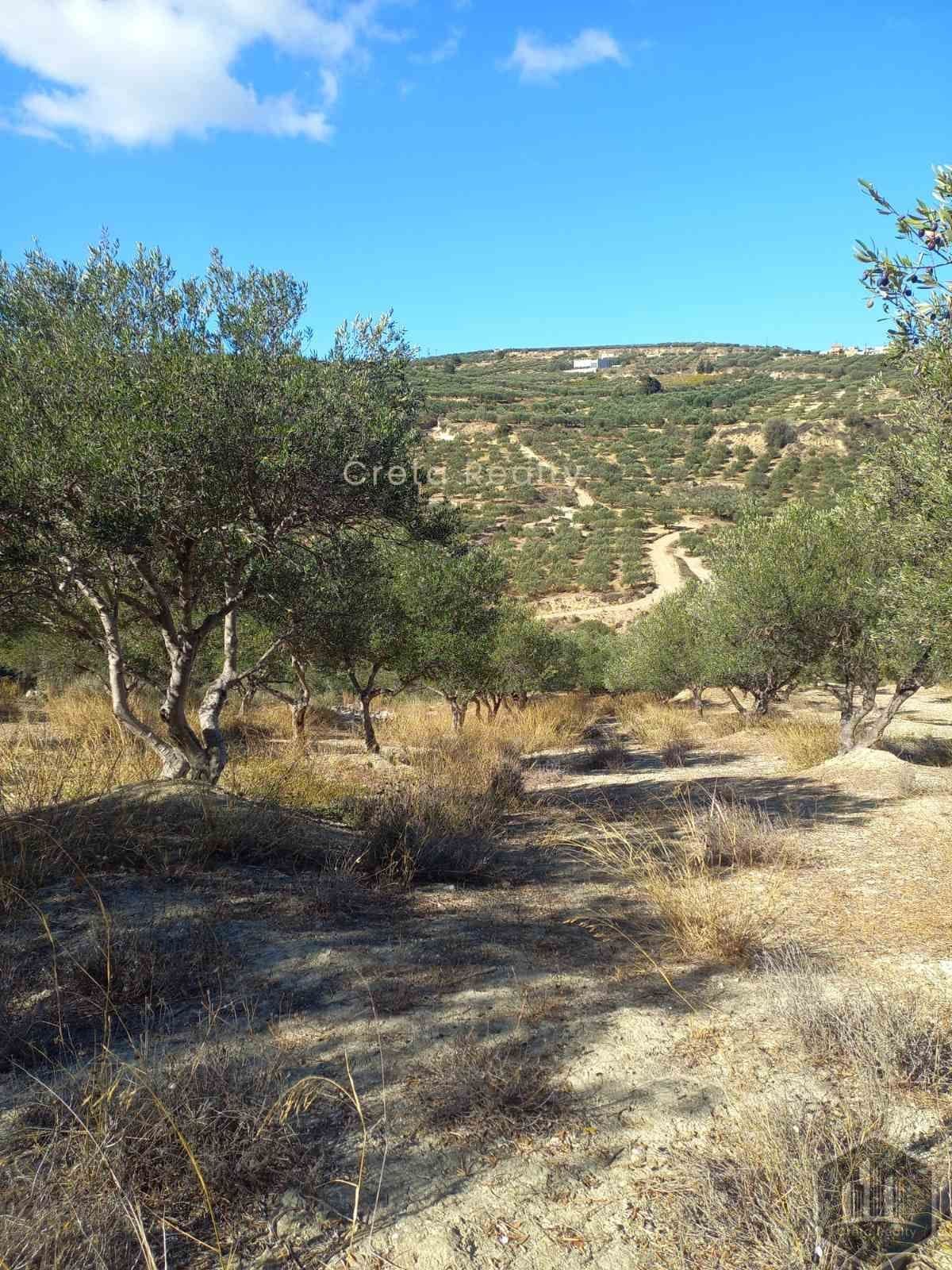 Building Plot in Skopela, Episkopi — Photo 9 of 14