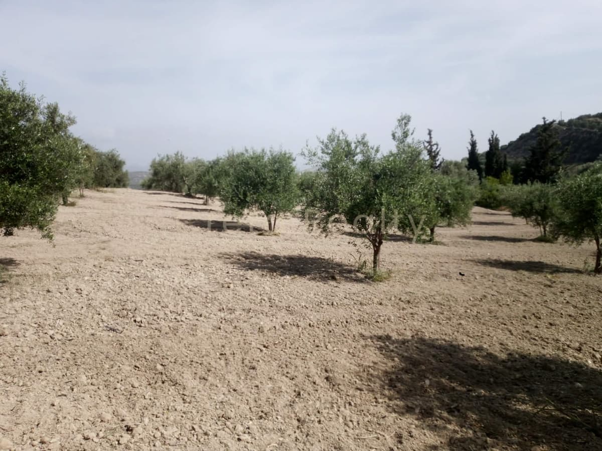 Building Plot in Dafnes, Tetrachori — Photo 18 of 19