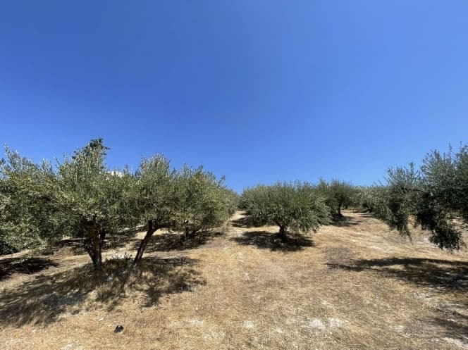 Οικόπεδο στην Πατσίδες, Αρχάνες — Φωτογραφία 1 από 5