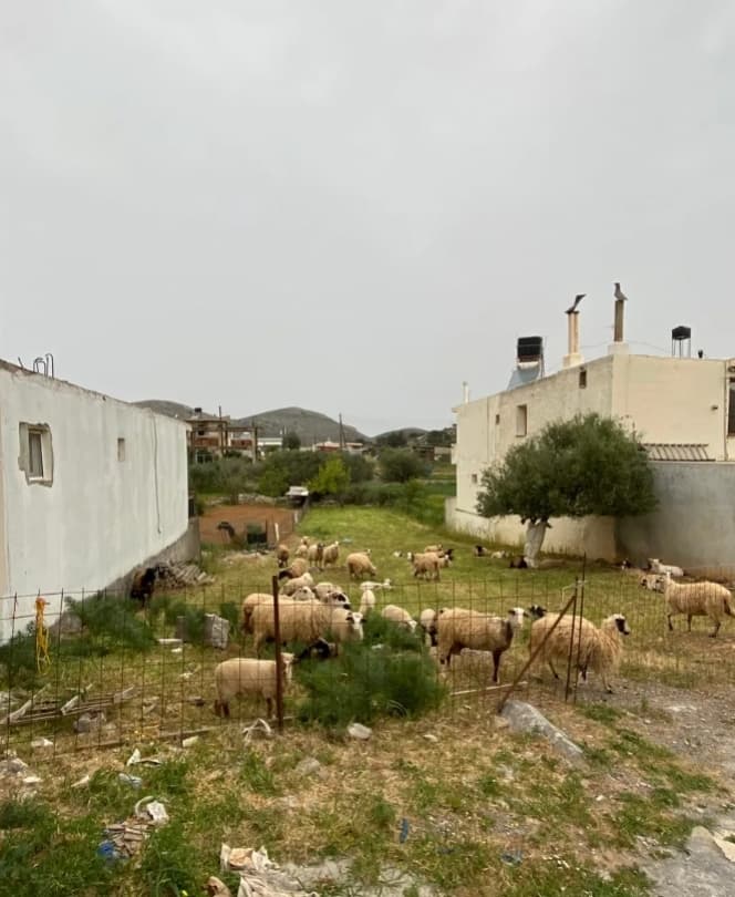 Building Plot in Mochos, Mallia — Photo 2 of 2
