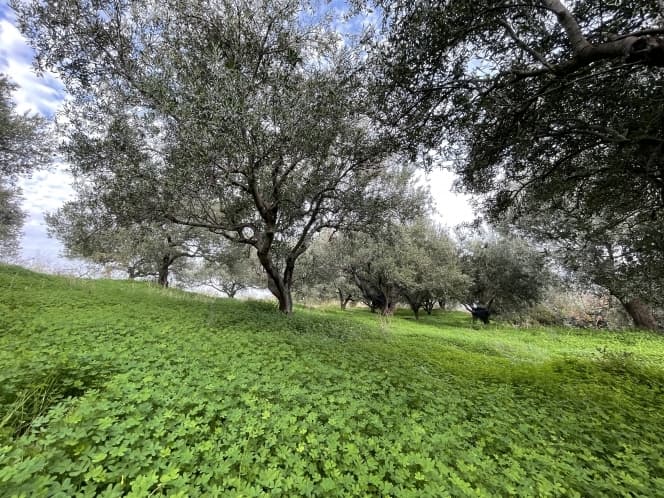 Οικόπεδο στην Ρογδιά, Γάζι — Φωτογραφία 2 από 2