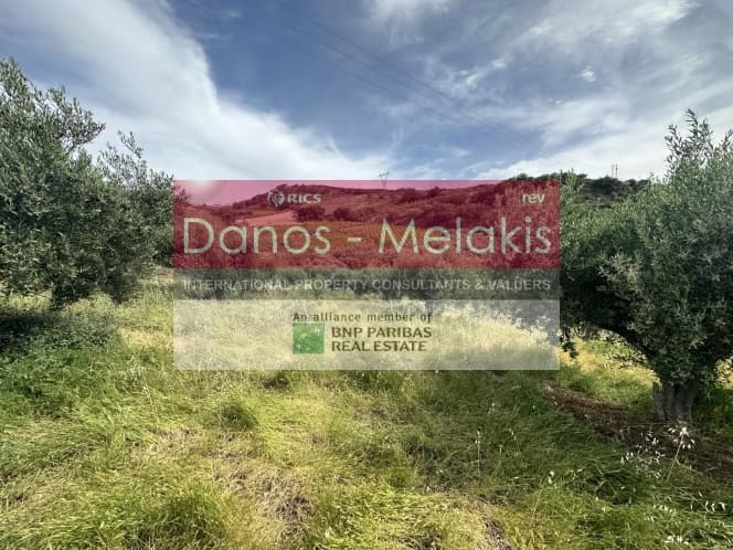 Parcel in Dafnes, Tetrachori — Photo 11 of 17