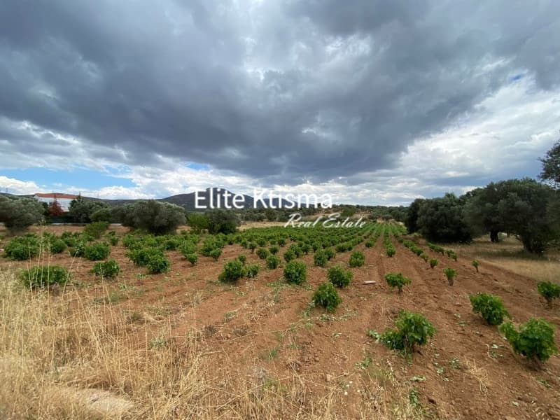 Αγροτεμάχιο στην Ρουντζέρι Λεμπρού, Κερατέα — Φωτογραφία 3 από 4