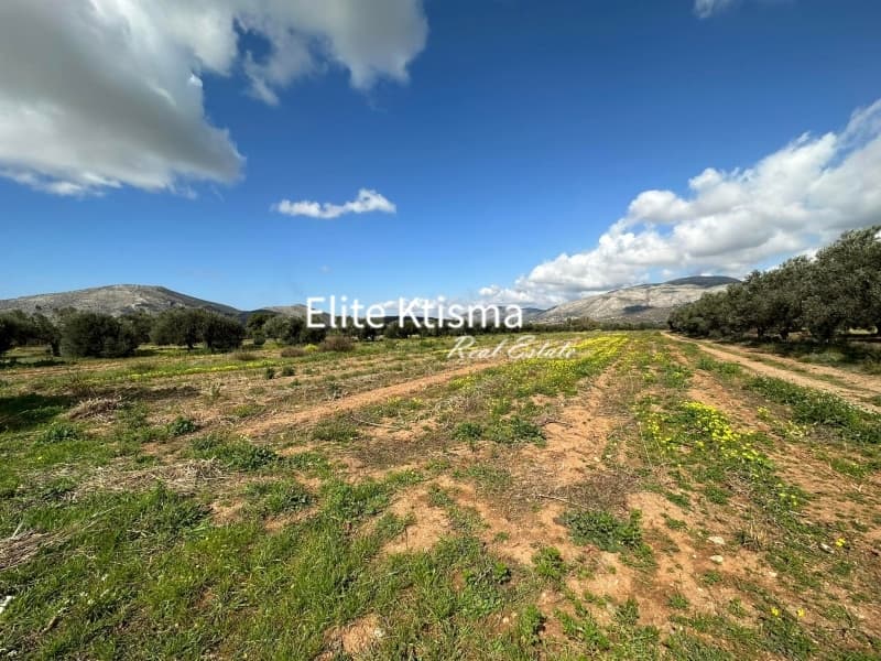 Parcel in Ari, Anavissos — Photo 4 of 5