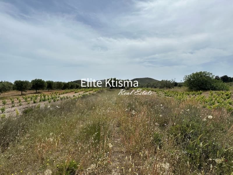 Αγροτεμάχιο στην Μανούτσο, Κερατέα — Φωτογραφία 4 από 5