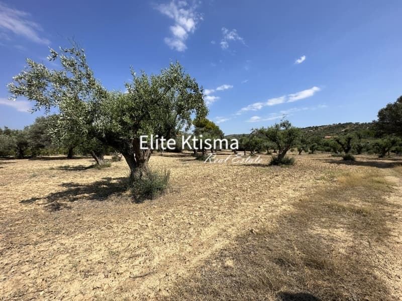 Αγροτεμάχιο στην Βένιο Δασκαλειού, Κερατέα — Φωτογραφία 1 από 5