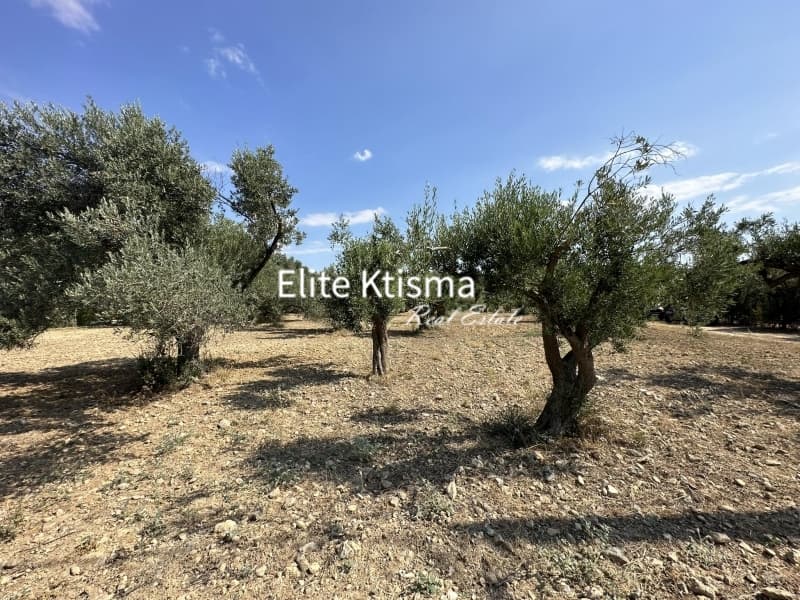 Αγροτεμάχιο στην Βένιο Δασκαλειού, Κερατέα — Φωτογραφία 3 από 5