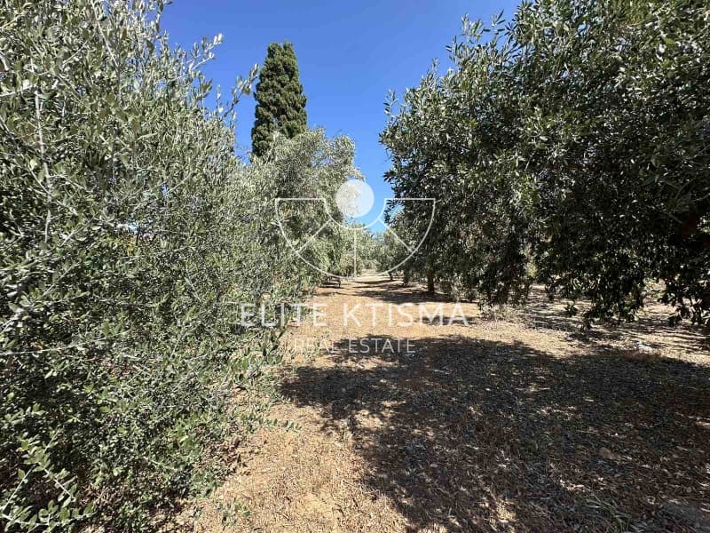 Building Plot in Venio Daskaleiou, Keratea — Photo 3 of 5