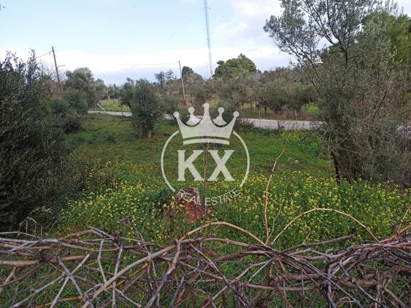 Οικόπεδο στην Δάσος Κουρεμένου, Άγιος Στέφανος — Φωτογραφία 5 από 7