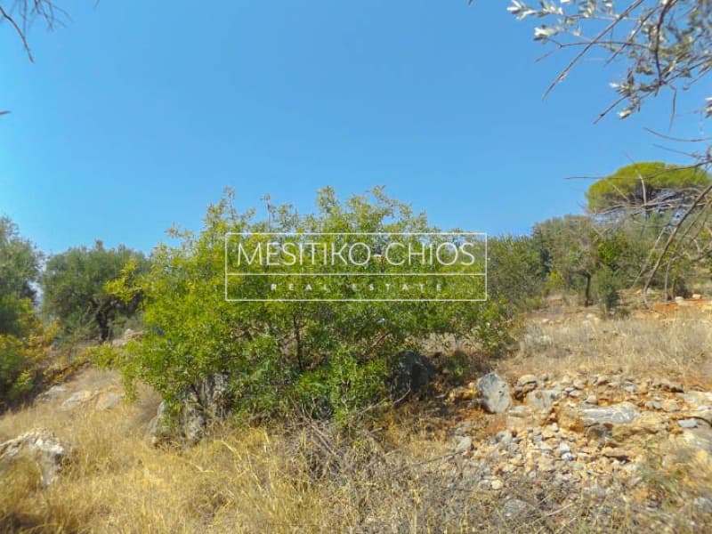 Οικόπεδο στην Άγιος Μηνάς, Χίος — Φωτογραφία 2 από 5