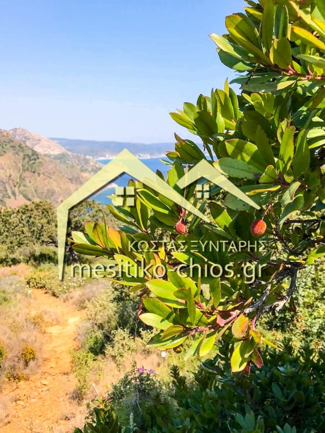 Οικόπεδο στην Μαστιχοχώρια, Χίος — Φωτογραφία 7 από 21