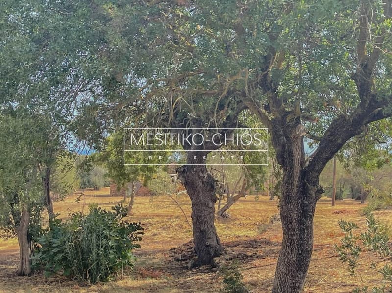 Οικόπεδο στην Πόλη Χίου, Χίος — Φωτογραφία 16 από 24