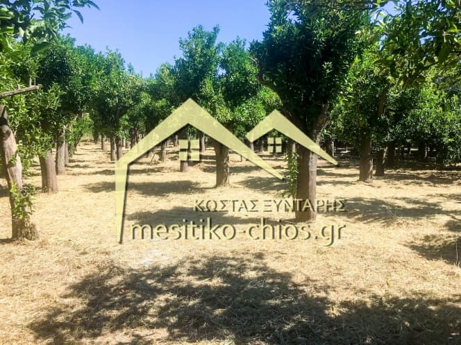Οικόπεδο στην Καμποχώρια, Χίος — Φωτογραφία 3 από 6
