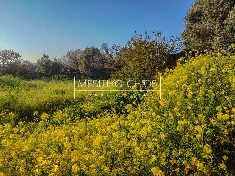 Building Plot in Chios town, Chios — Photo 5 of 16