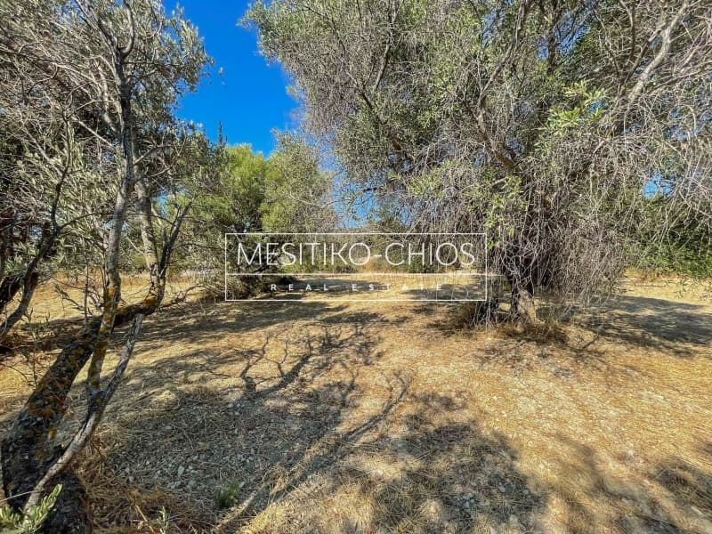 Οικόπεδο στην Άγιος Μηνάς, Χίος — Φωτογραφία 13 από 25