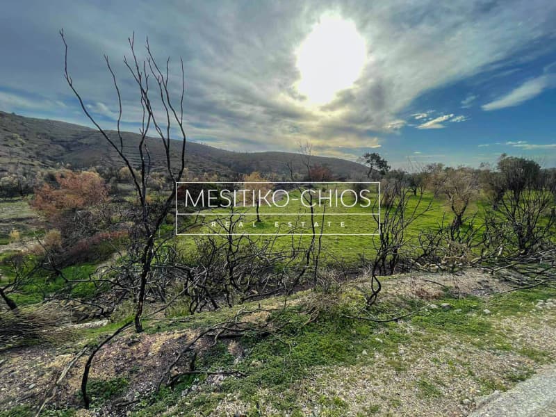 Οικόπεδο στην Αμάνη, Χίος — Φωτογραφία 16 από 25