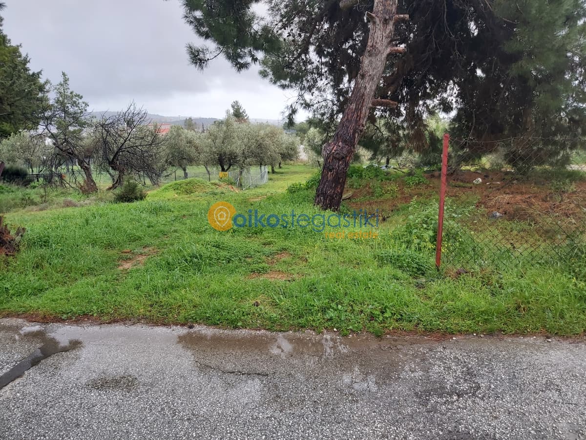 Οικόπεδο στην Φούρεσι, Γλυκά Νερά — Φωτογραφία 5 από 5