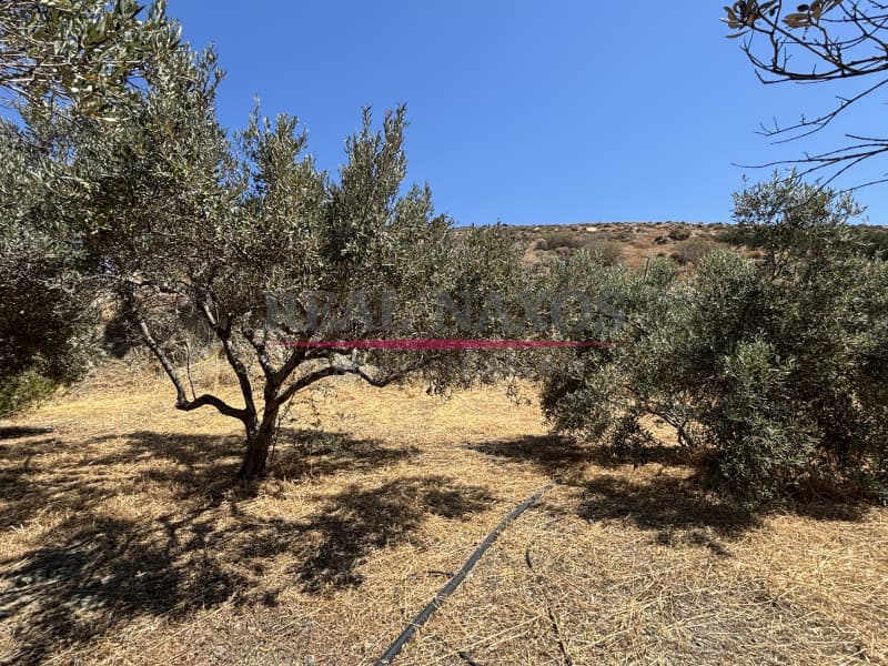 Αγροτεμάχιο στην Εγγαρές, Νάξος — Φωτογραφία 20 από 30