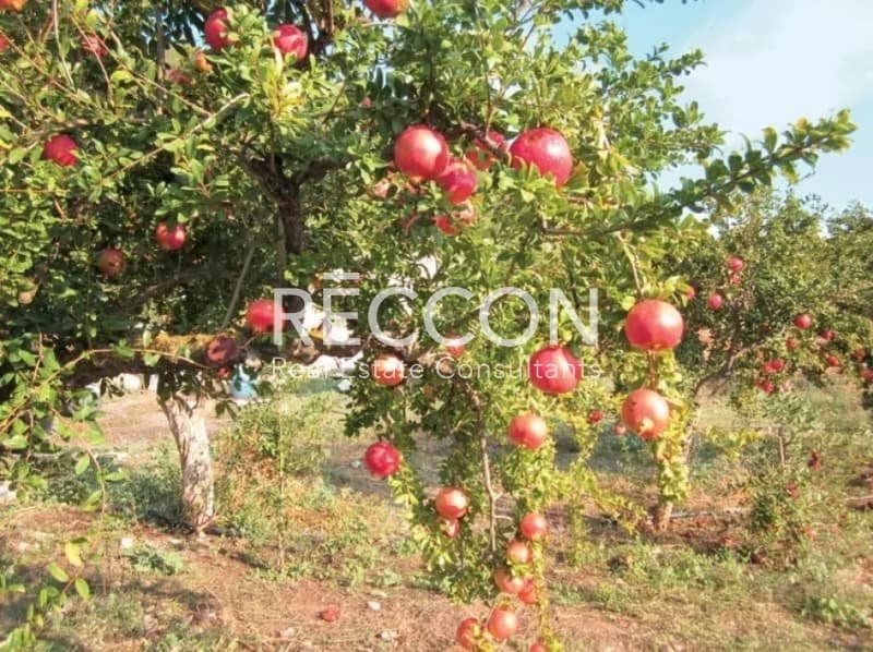 Αγροτεμάχιο στην Χώρα, Άνδρος — Φωτογραφία 11 από 11