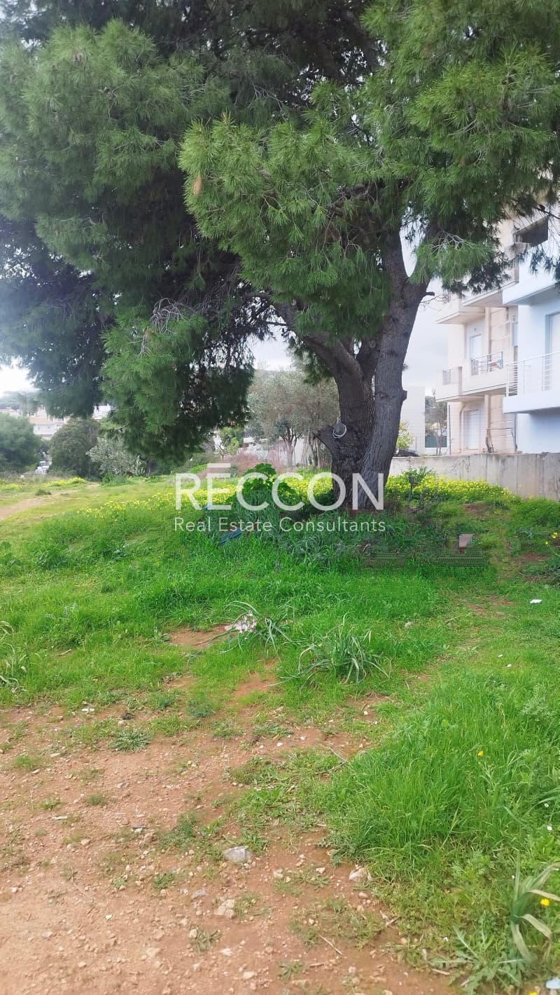 Οικόπεδο στην Βορινέζα, Αρτέμιδα (Λούτσα) — Φωτογραφία 1 από 3