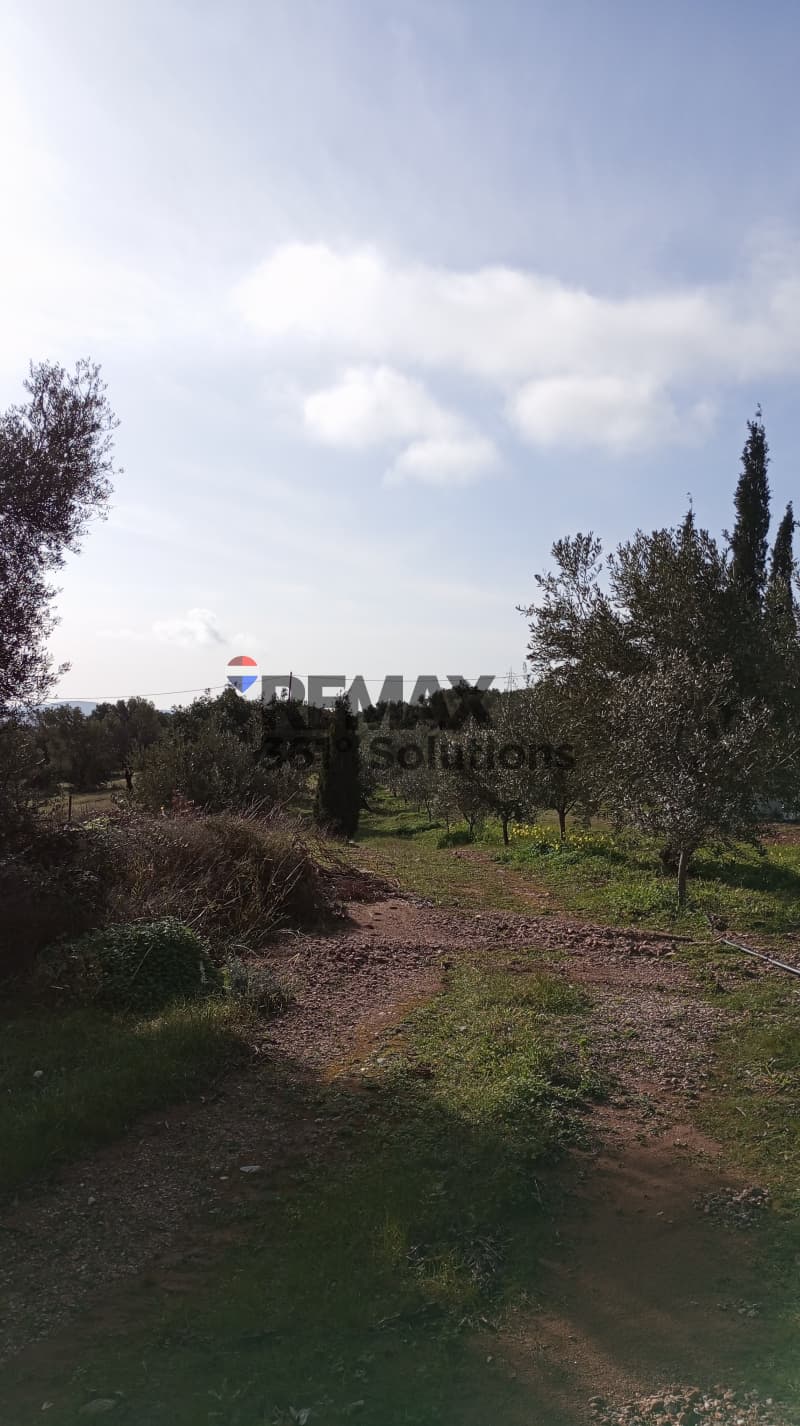 Αγροτεμάχιο στην Μουσείο Βορρέ, Παιανία — Φωτογραφία 4 από 6