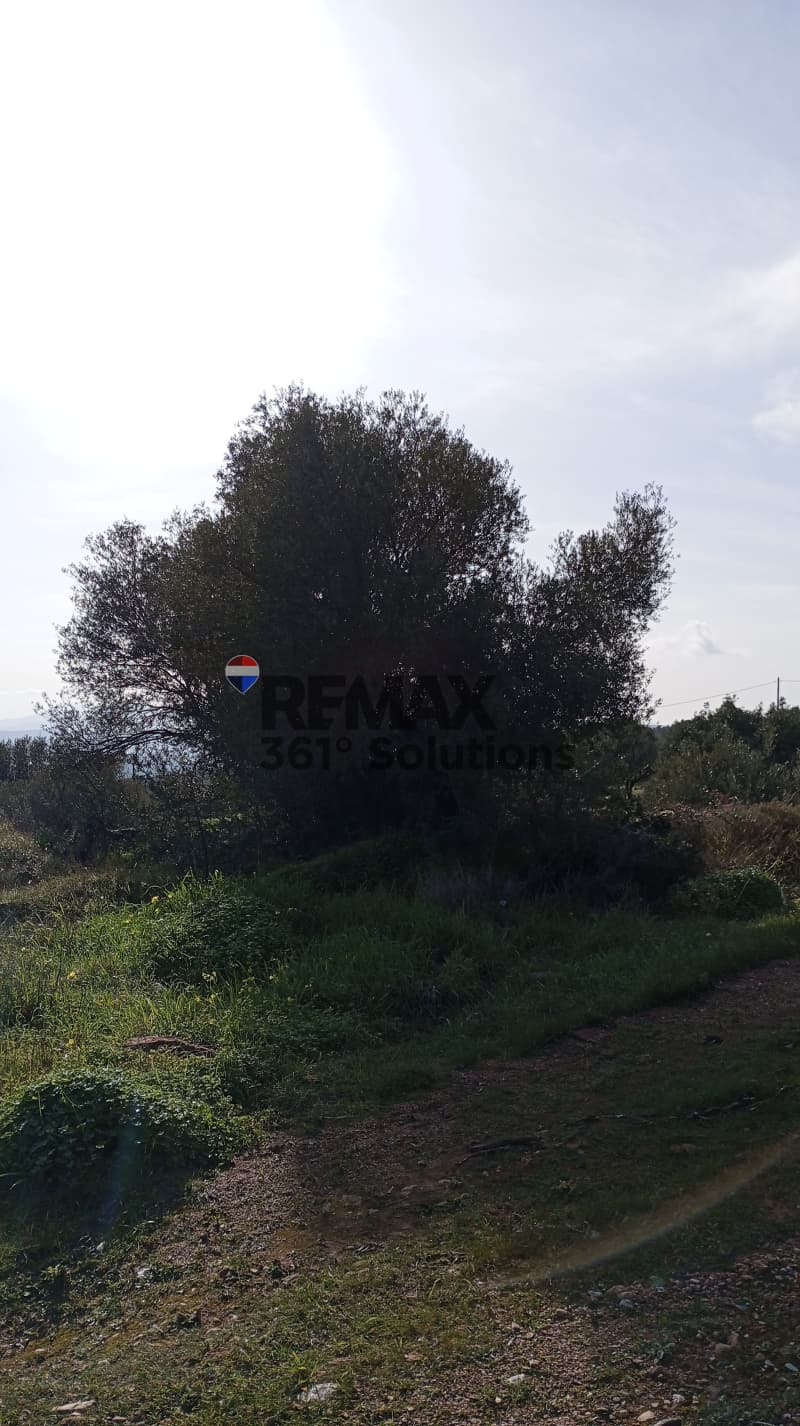 Αγροτεμάχιο στην Μουσείο Βορρέ, Παιανία — Φωτογραφία 3 από 6